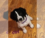 Small Photo #2 English Springer Spaniel Puppy For Sale in LINCOLN, NE, USA
