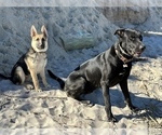 Small #16 German Shepherd Dog-Great Dane Mix