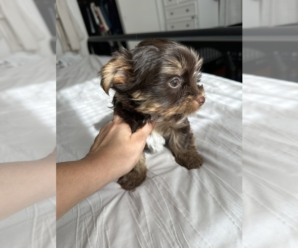 Medium Photo #10 Yorkshire Terrier Puppy For Sale in WEST HARTFORD, CT, USA