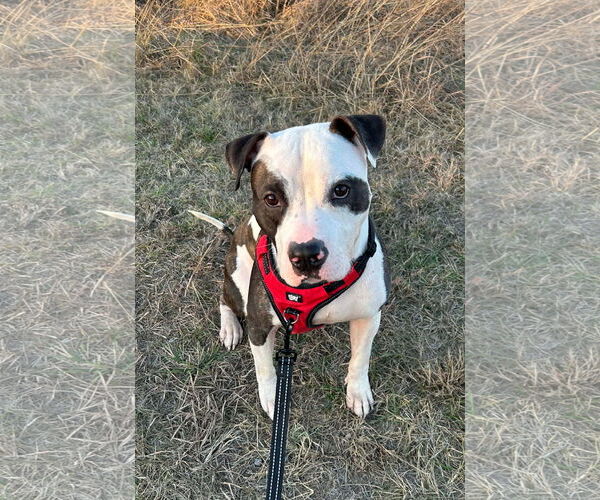 Medium Photo #1 Mutt Puppy For Sale in Rockville, MD, USA