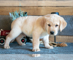 Small #1 Golden Labrador