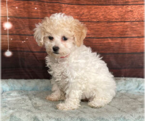 Bichpoo Puppy for sale in PENNS CREEK, PA, USA