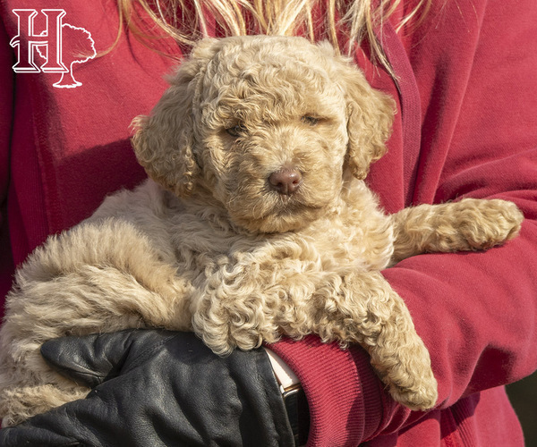 Medium Photo #1 Poodle (Standard) Puppy For Sale in ELLENBORO, NC, USA