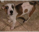 Small #3 Labrador Retriever Mix