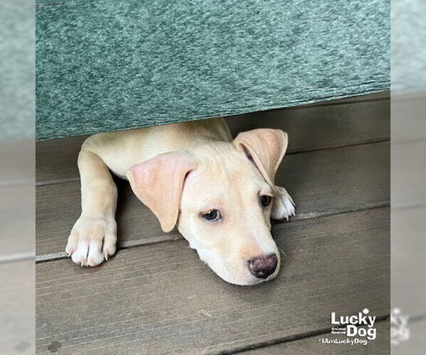 Medium Photo #5 Labrador Retriever-Unknown Mix Puppy For Sale in Washington, DC, USA