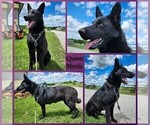 Small Photo #1 German Shepherd Dog Puppy For Sale in BROOKFIELD, MO, USA