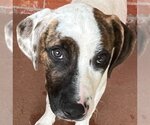 Small #1 American Staffordshire Terrier-Catahoula Leopard Dog Mix