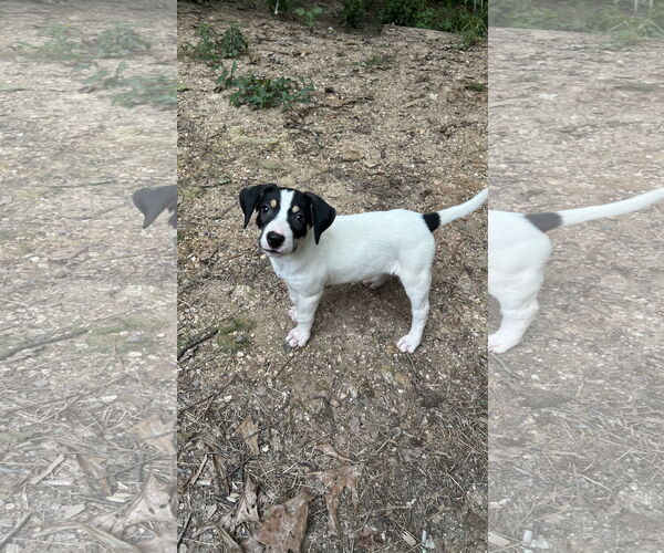 Medium Photo #4 Coonhound-Unknown Mix Puppy For Sale in Ball Ground, GA, USA