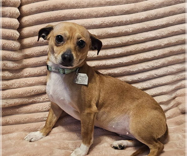 Medium Photo #4 Chihuahua-Unknown Mix Puppy For Sale in Oakhurst, NJ, USA