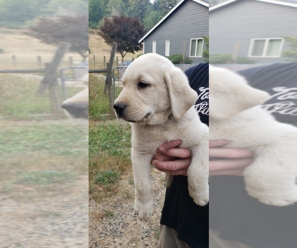 Medium Photo #8 Labrador Retriever Puppy For Sale in OLYMPIA, WA, USA