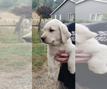 Small #7 Labrador Retriever