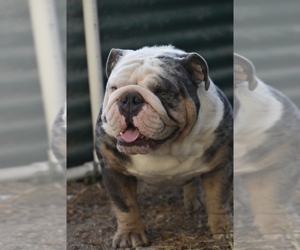 Medium Photo #1 English Bulldogge Puppy For Sale in BAY CITY, TX, USA