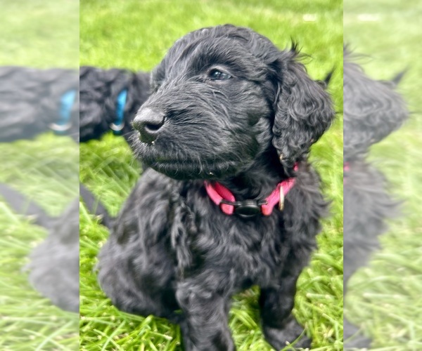 Medium Photo #16 Goldendoodle Puppy For Sale in GREELEY, CO, USA