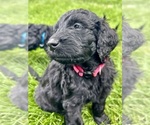Small #15 Goldendoodle