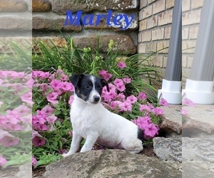 Fox Terrier (Toy) Puppy for sale in SUGARCREEK, OH, USA
