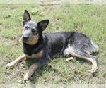 Small #2 Mutt