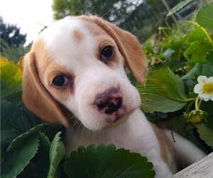 Beagle Puppy for sale in COLVILLE, WA, USA