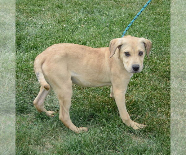 Medium Photo #2 Boxador Puppy For Sale in Huntley, IL, USA