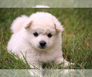 Miniature American Eskimo Puppy for sale in STANLEY, WI, USA