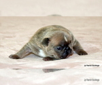 Small Photo #16 French Bulldog Puppy For Sale in WINNSBORO, TX, USA