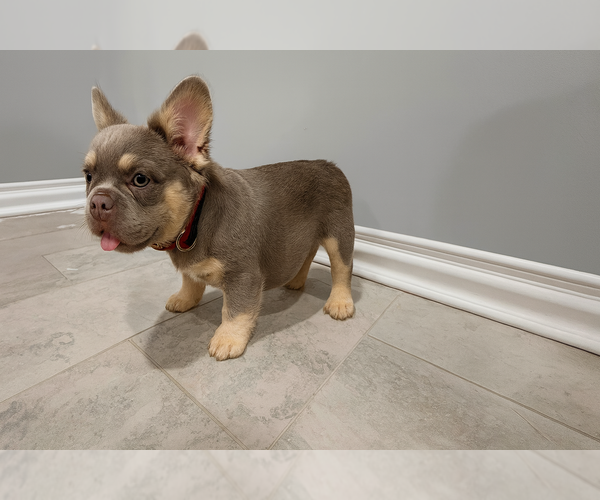 Medium Photo #1 French Bulldog Puppy For Sale in SOUTH GATE, CA, USA