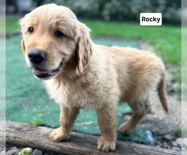 Medium Photo #7 Golden Retriever Puppy For Sale in MINNEAPOLIS, MN, USA