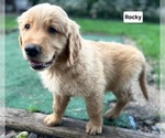 Small #6 Golden Retriever