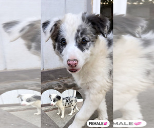 Border Collie Puppy for sale in TRACY, CA, USA