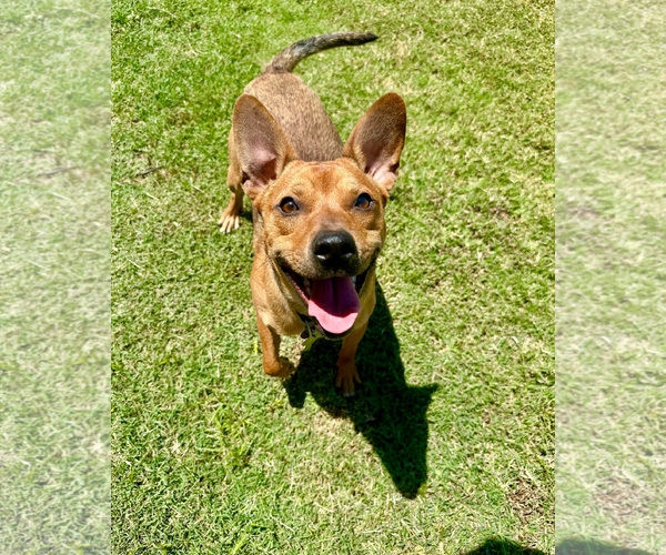 Medium Photo #4 Basenji-Unknown Mix Puppy For Sale in Chandler, AZ, USA