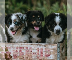 Miniature Australian Shepherd Litter for sale in LA FAYETTE, GA, USA