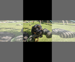 Small #5 Rottweiler