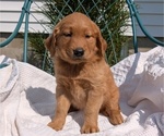 Small #8 Golden Retriever