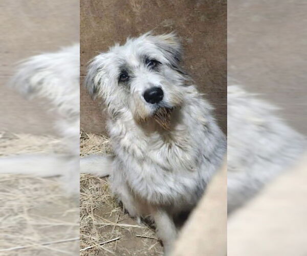 Medium Photo #3 Great Pyrenees Puppy For Sale in Spring, TX, USA
