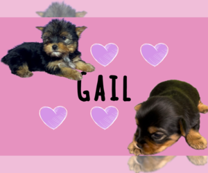 Yorkshire Terrier Puppy for sale in AZLE, TX, USA