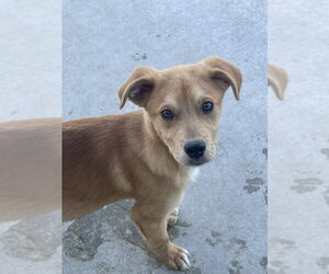 Mutt Dogs for adoption in Bolivar, MO, USA