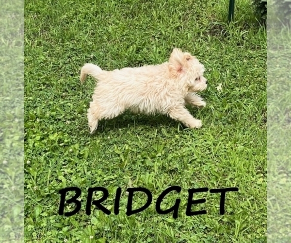 Medium Photo #2 Cockapoo (Miniature) Puppy For Sale in HARTLAND, MN, USA