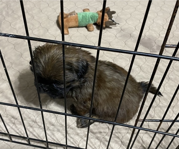 Medium Photo #7 Shih Tzu Puppy For Sale in GLOUCESTER, VA, USA