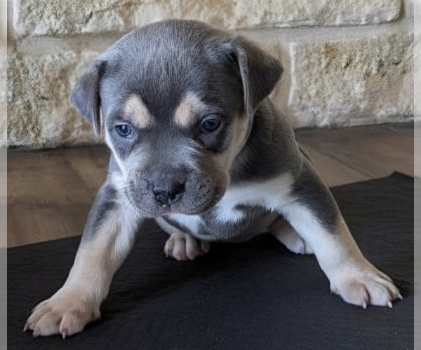 Medium Photo #11 American Bully Puppy For Sale in COPPERAS COVE, TX, USA