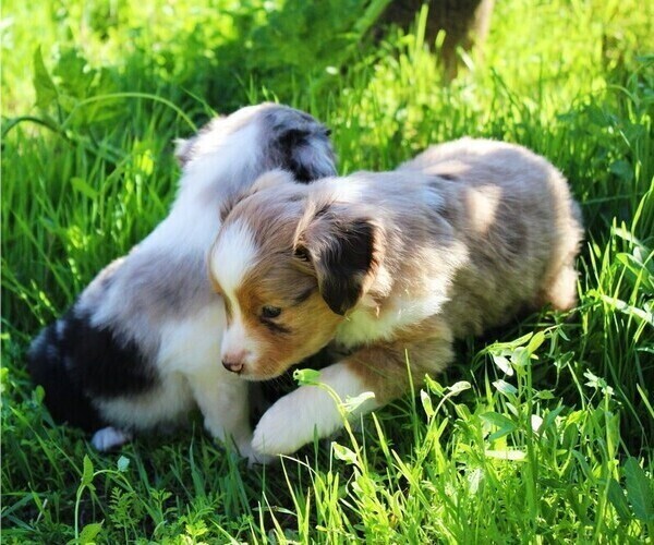 Medium Photo #1 Miniature Australian Shepherd Puppy For Sale in LIVE OAK, CA, USA