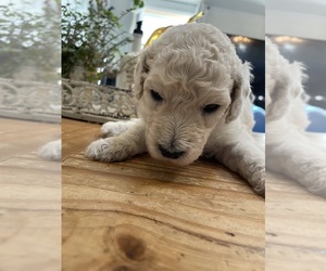 Poodle (Standard) Puppy for Sale in NIXA, Missouri USA