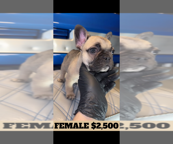 Medium Photo #1 French Bulldog Puppy For Sale in SUNNYSIDE, WA, USA