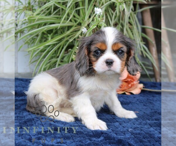 Medium Photo #5 Cavalier King Charles Spaniel Puppy For Sale in NARVON, PA, USA