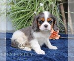 Small #4 Cavalier King Charles Spaniel
