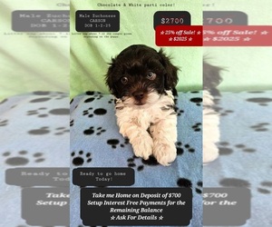 Havanese-Zuchon Mix Puppy for sale in TUCSON, AZ, USA