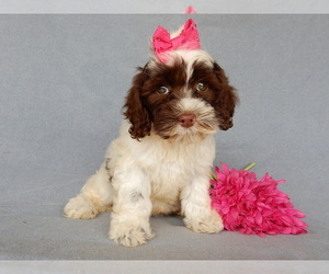 Cockapoo Puppy for sale in MILLERSBURG, OH, USA