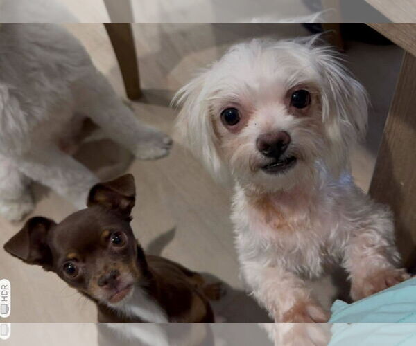 Medium Photo #3 Shih Tzu Puppy For Sale in Tempe , AZ, USA