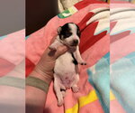 Small #3 Rat Terrier