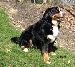 Mother of the Bernese Mountain Dog puppies born on 08/26/2016