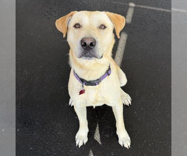 Medium Photo #8 Labrador Retriever-Unknown Mix Puppy For Sale in San Diego, CA, USA