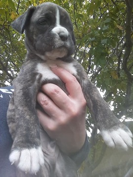Medium Photo #4 Boxer Puppy For Sale in KENNEWICK, WA, USA